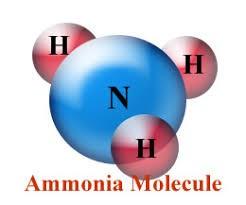 AMMONIEMIA Per ammoniemia si intende la concentrazione di ammoniaca nel sangue ed essa è un prodotto azotato che si forma nell'organismo per l'attività di molti tessuti, ma in massima parte deriva