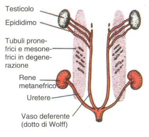 Permiano 280 maf 00:07 :30 Fecondazione interna