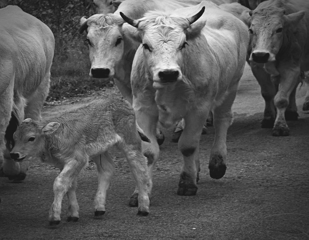 Priorità dell'unione in agricoltura e in zootecnia che contribuiscono alla realizzazione della strategia