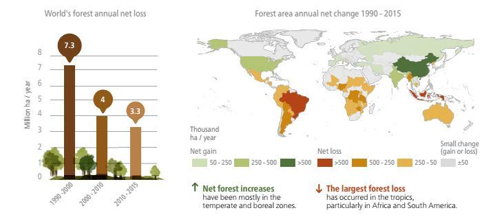 Ma come stanno le foreste? ± 4mld ha Continuano a diminuire dal 1990 anche se il tasso di deforestazione è dimezzato Rimangono 0,6 ha procapite Ma come stanno le foreste?