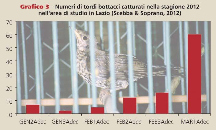 Per la Puglia i risultati sono più rappresentativi, perché la ricerca è al secondo anno e dimostrano che nell area di studio la migrazione prenuziale della specie è avvenuta nel 2011 all inizio di