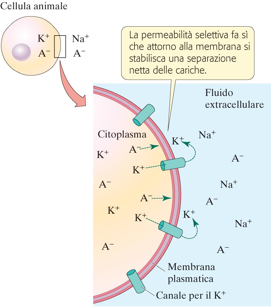 La permeabilità selettiva di una membrana produce un potenziale di membrana: in questo esempio si