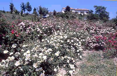 Museo Giardino della Rosa Antica