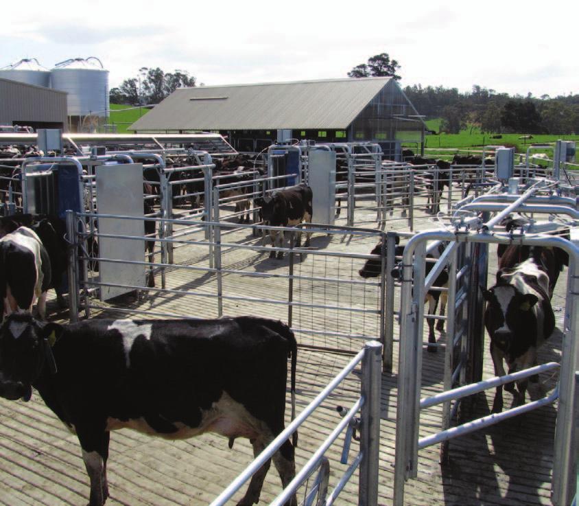 Il sistema di cancelli intelligenti SSG guida le bovine da e per il pascolo selezionandole in base ai permessi di mungitura impostati dall allevatore.