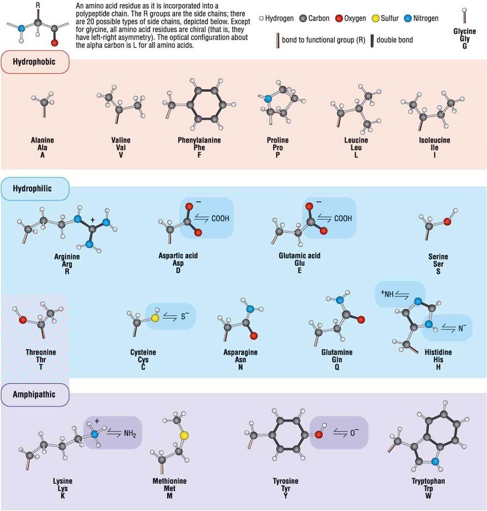 Criteri Criteri per per la la somiglianza somiglianza di di nucleotidi nucleotidi e e amninoacidi amninoacidi Nucleotidi: identità CTCCTCTCTCCCT TCT-T-CTCTCCT