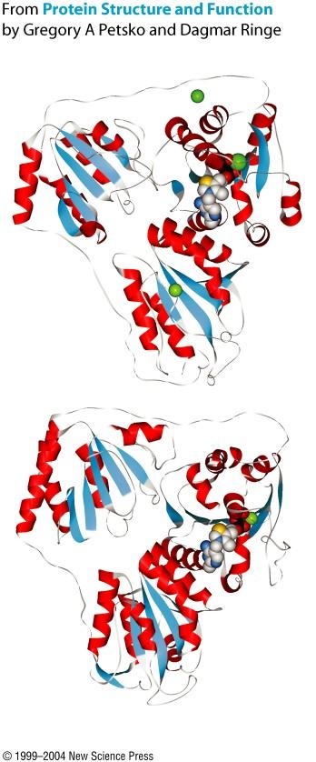 Sequenze Sequenze molto molto diverse, diverse, strutture strutture sovrapponibili sovrapponibili benzoylformate decarboxylase (BFD) PDB code: