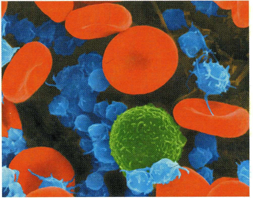 Globuli rossi (in rosso), linfocita (in verde) piastrine (in blu) I Granulociti e le piastrine hanno vita molto più breve dei globuli rossi.