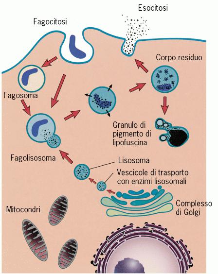 FAGOCITOSI I granulociti neutrofili sono cellule specializzate per la fagocitosi soprattutto di batteri.