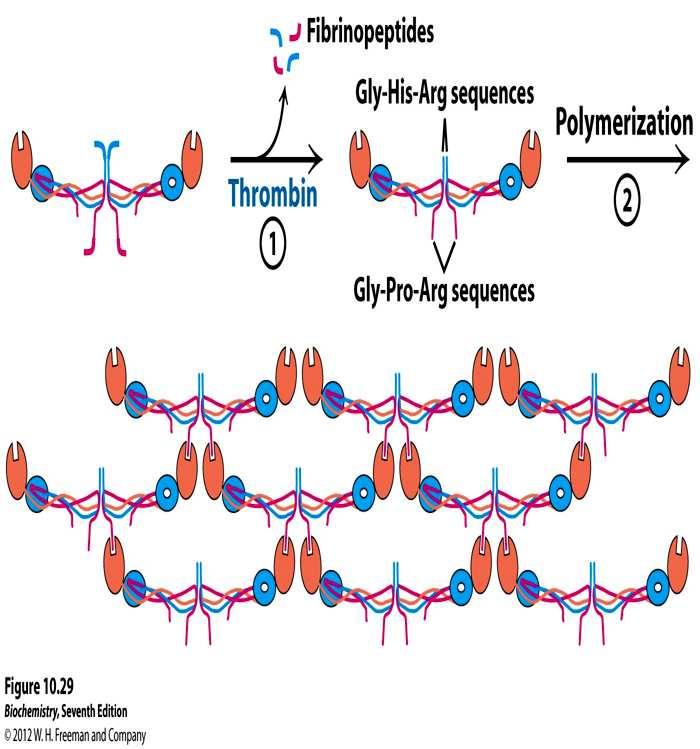 FIBRINOGENO FIBRINA Fibrinopeptidi LA TAPPA FINALE DELLA COAGULAZIONE Il fibrinogeno è solubile