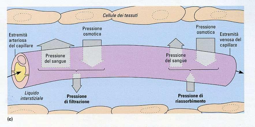 Il rapporto tra pressione idrostatica e pressione osmotica regola il passaggio dei