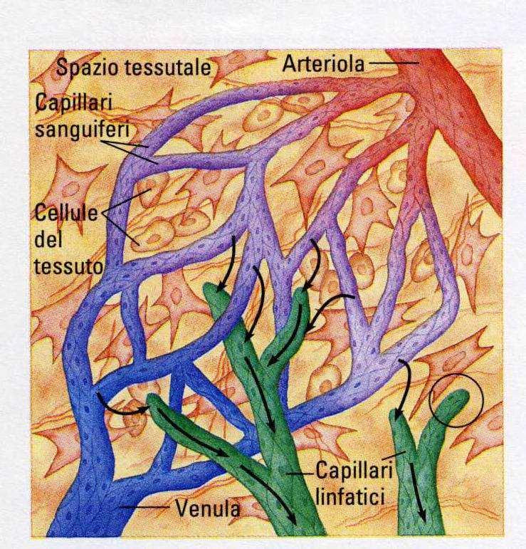 Sangue e linfa. Il sangue circola in un sistema chiuso (cuore arterie vene).