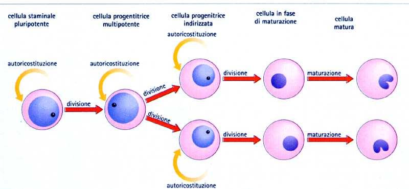 Le cellule capaci di moltiplicarsi e differenziarsi per sostituire cellule perdute o danneggiate sono CELLULE STAMINALI Le cellule staminali sono in grado di moltiplicarsi, producendo nuove cellule