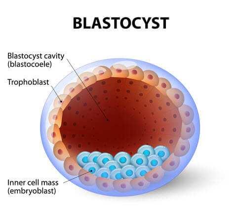 alla formazione della blastocisti