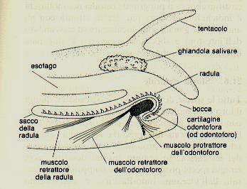 Parti molli radula La radula è un nastro cartilagineo con numerosi denticoli chitinosi ubicata nella faringe.