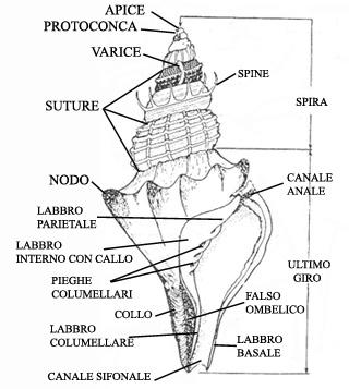 Conchiglia Una grande varietà di solchi, spine e coste, assieme alle linee di crescita, costituiscono l'ornamentazione della conchiglia.