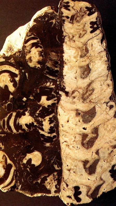 Importanti le numerose specie di Cerithium, tipiche dell'eocene, e la