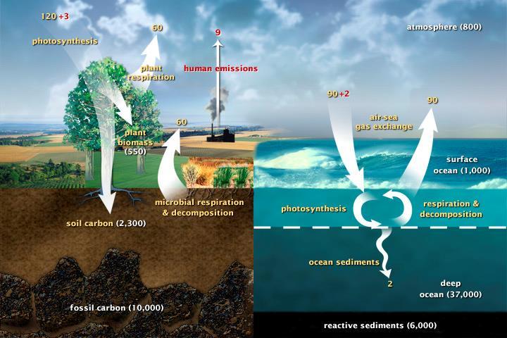 Cambiamenti climatici Ciclo del Carbonio igaton Carbonio Titolo della presentazione -
