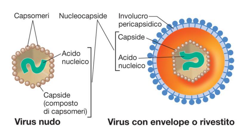 Nucleocapsìde Struttura del virione Genoma Una o più molecole di acido nucleico (DNA oppure RNA) Càpside (core) Involucro proteico che circonda il genoma, generalmente composto da subunità proteiche