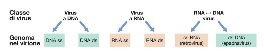 Genoma virale Dimensioni: 3,5 250 kbp molto limitate (vs batteri) riflettono lo stato di parassita endocellulare obbligato Tipologia ed organizzazione (DNA oppure RNA): Unica molecola di DNA