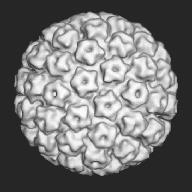 I pentoni o pentameri possiedono 5 subunità e sono disposti ai vertici dell icosaedro