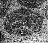 Virus complessi : Poxvirus e batteriofagi di grosse dimensioni (T4).