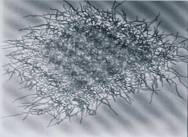 Streptomyces clavuligerus Batterio aerobico un membro degli