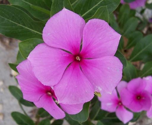 Catharanthus roseus (Pervinca del Madagascar) Vincristina Vinblastina Potenti