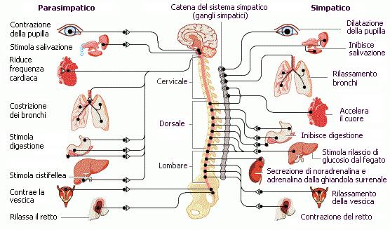 Sistema