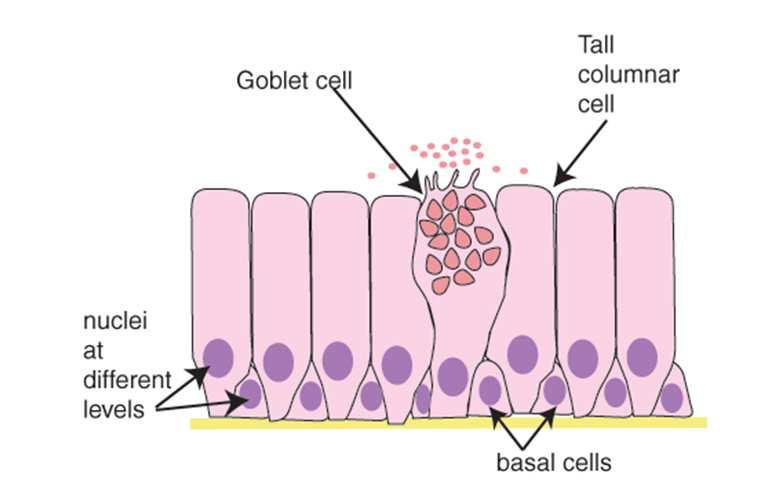 Epitelio colonnare ciliato pseudostratificato sono le vie respiratorie superiori, come la trachea e i bronchi. In questo tipo di epitelio, le cellule sembrano formare diversi strati.