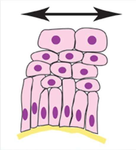 membrane cellulari ben definite. Lo strato basale è costituito da cellule cuboidali che poggiano sulla lamina basale.