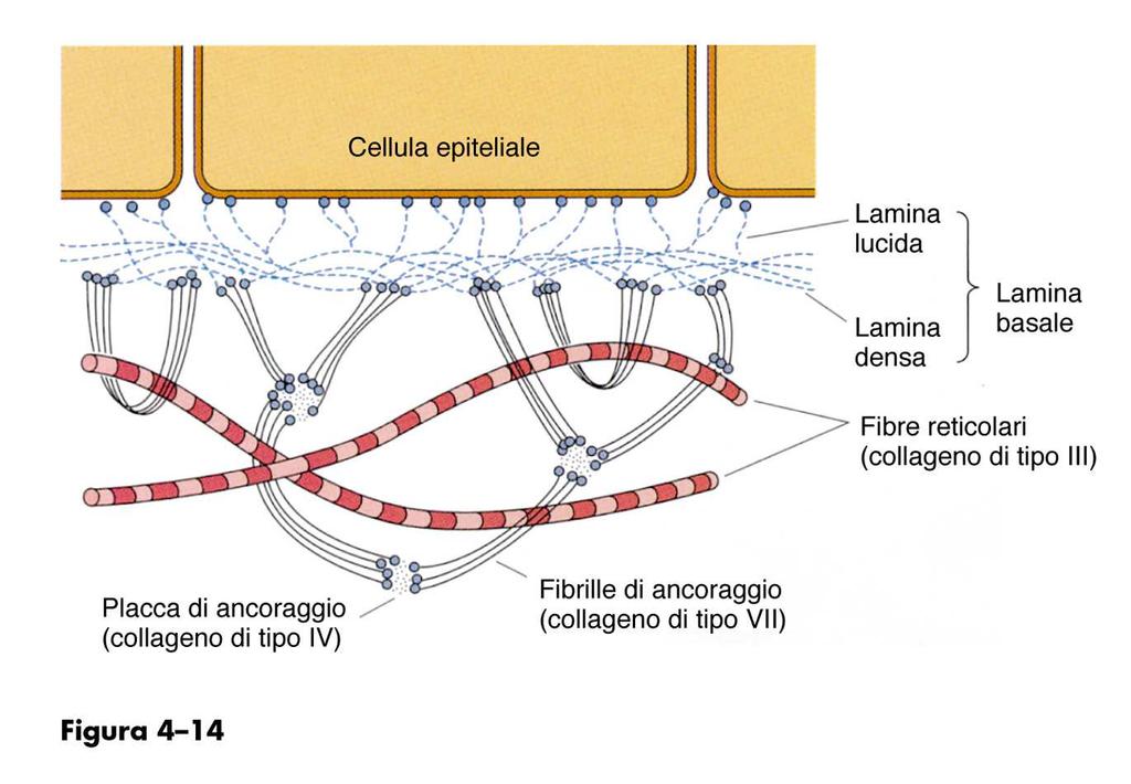 MEMBRANA o LAMINA BASALE composta da strutture extracellulari visibili solo al m.e. presenti alla base delle cellule.