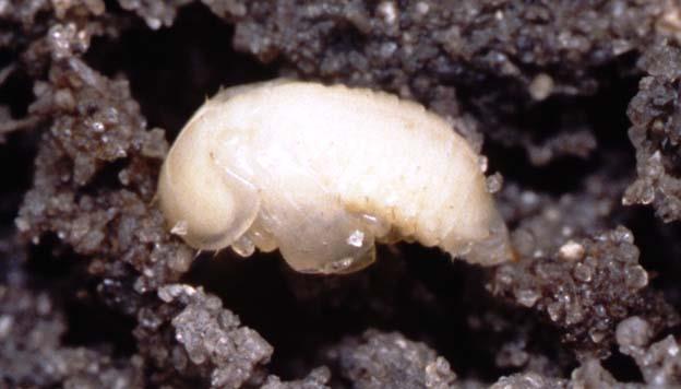Aethina tumida - pupa Colore inizialmente bianco perla Pigmentazione quando inizia la trasformazione in adulto: occhi, base delle ali, poi tutto il