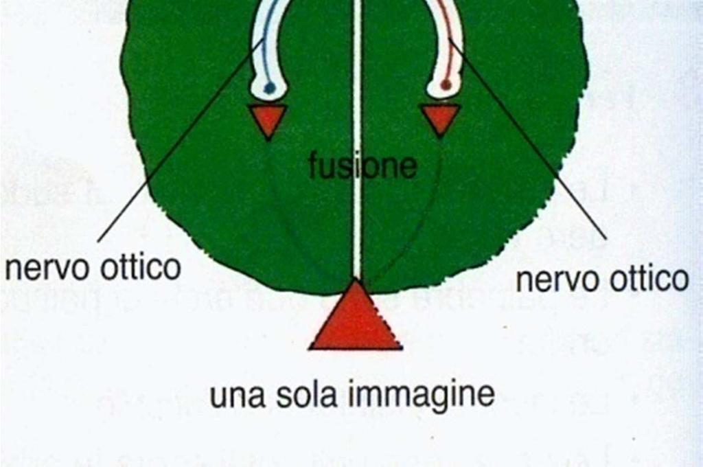 (collochiamo gli oggetti nello spazio tenendo conto anche della profondità) e convergenza binoculare (ogni occhio vede la stessa figura ma da un angolazioni