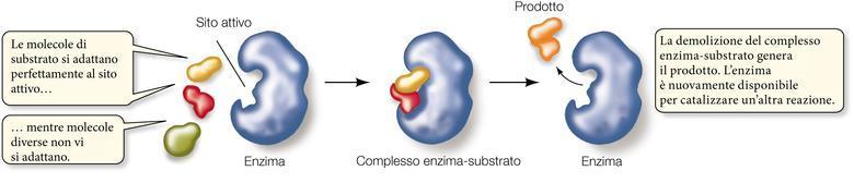 Gli enzimi Un enzima è una proteina che ha una forma