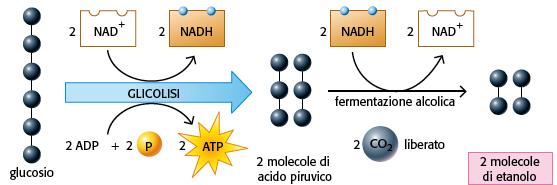 13. La fermentazione avviene in assenza di O 2 e rigenera il NAD + consumato dalla glicolisi La