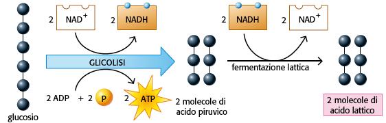 13. La fermentazione avviene in assenza di O 2 e rigenera il NAD + consumato dalla glicolisi La
