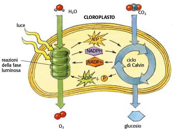 16. La fotosintesi è suddivisa in due fasi: la fase luminosa e il ciclo di Calvin Avviene nello