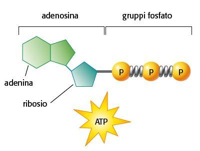2. L ATP è una molecola speciale capace di immagazzinare energia e rilasciarla quando serve L ATP consente di