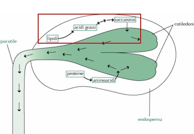 CICLO DEL