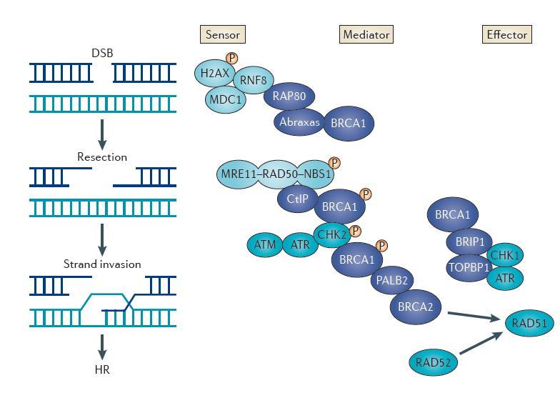 What is the function of BRCA 1