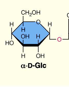 Esso è costituito da una molecola di -D -Glucosio e da una molecola di -D