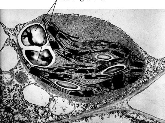 Ramificazione Legame, 1 6 amilopectina GLICOGENO E il polisaccaride di riserva degli animali; si trova soprattutto