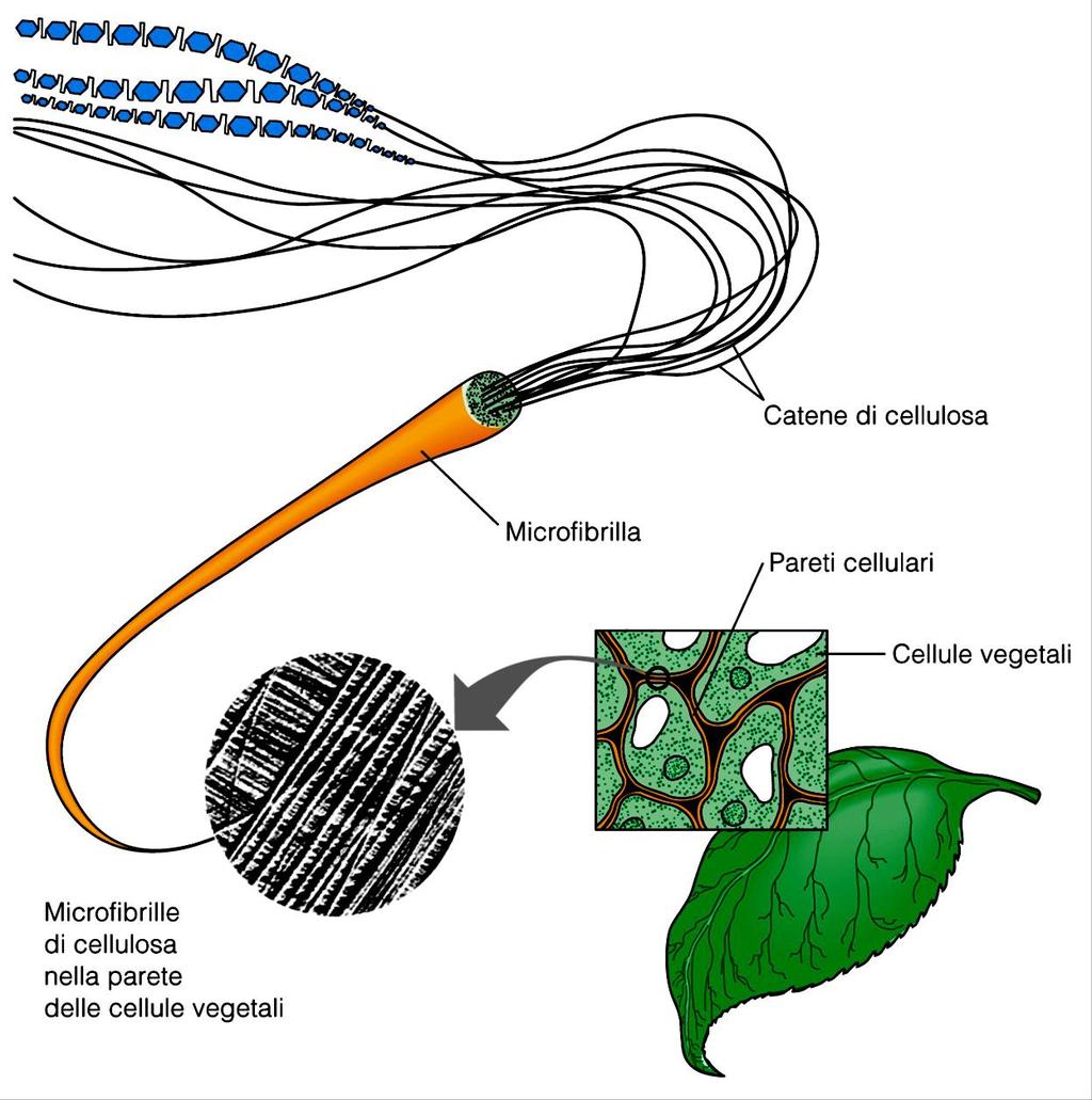 Organizzazione della parete delle cellule vegetali Gli animali non sono in grado di digerire la cellulosa in quanto sono sprovvisti di enzimi detti CELLULASI che rompono il