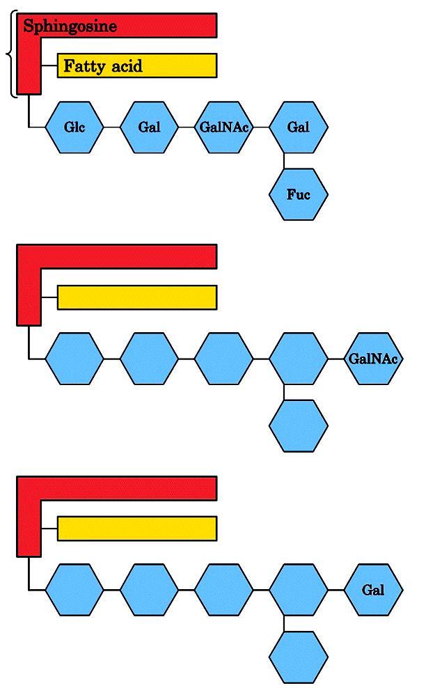 Ceramide sfingosina Acido grasso Gal N-Ac Glu Gal Fuc Anche alcuni gangliosidi situati sulla superficie delle membrane eritrocitarie possono fungere da determinanti dei gruppi sanguigni in quanto