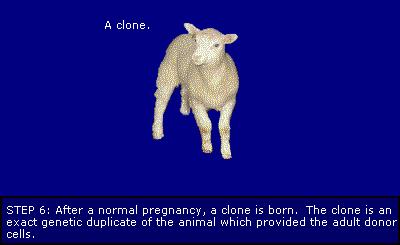 Su quasi 300 embrioni così costruiti è nata Dolly, una pecora Dorset con genoma nucleare identico a