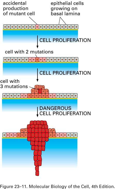 The clonal