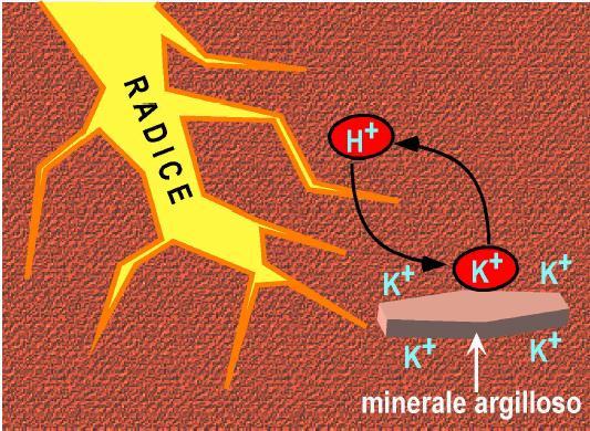 dissolvere, alterare e portare in soluzione i minerali delle rocce.