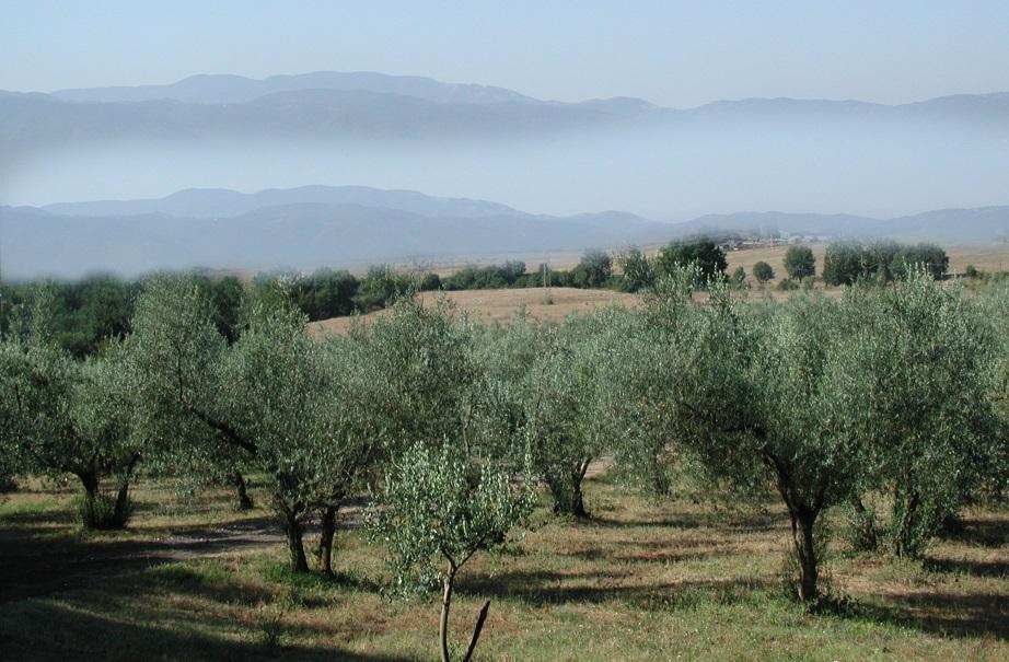 La biomassa disponibile - Quantitativi per pianta - Campo di variazione Media per pianta (x max x min )