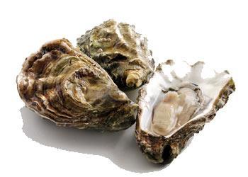 Figura n. 5. Crassostrea gigas. (Foto: http://www.fishmongers.info/fish/oysters.php) Figura n. 6. Ostrea edulis. (Foto: http://www.fipsaslodi.it/abitanti%20acque/i%20molluschi/ostrica.