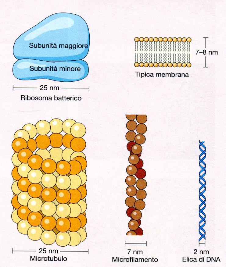 Dimensioni di alcune strutture cellulari IL LIMITE DI RISOLUZIONE IL NOSTRO OCCHIO RIESCE A PERCEPIRE COME SEPARATI DUE